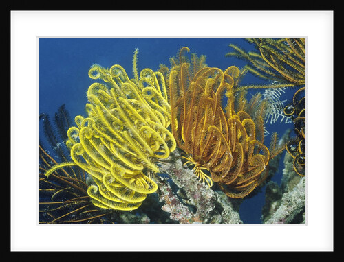 Bennett's Feather Star by Anonymous