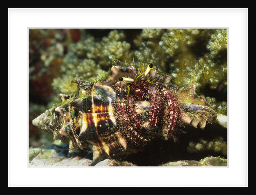 Dark Knee Hermit Crab by Anonymous