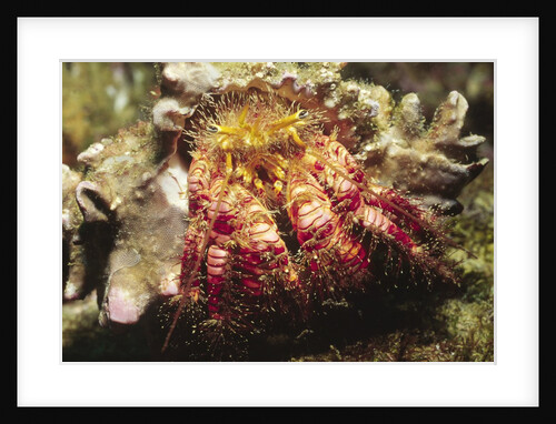Hermit Crab by Anonymous