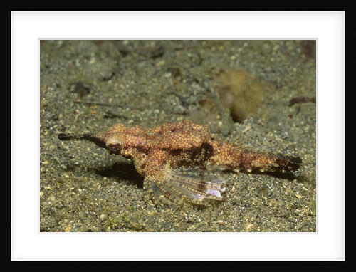Dragon Sea Moth by Anonymous