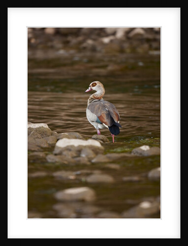 Egyptian Goose by Anonymous