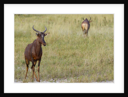 Tsessebe by Anonymous