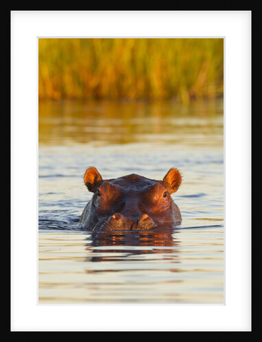 Hippopotamus in water by Anonymous