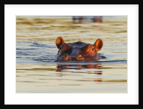 Hippopotamus in water by Anonymous