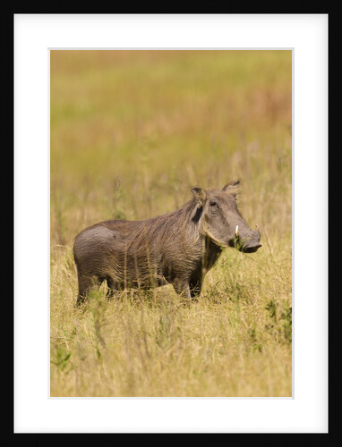Warthog by Anonymous