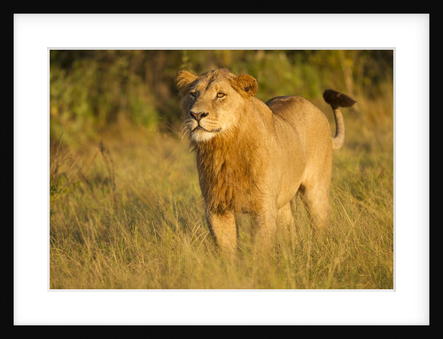 Young Male Lion by Anonymous