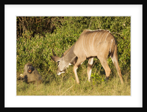 Kudu stealing fruit from a baboon by Anonymous