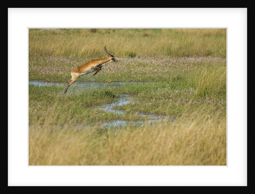 Southern lechwe jumping by Anonymous