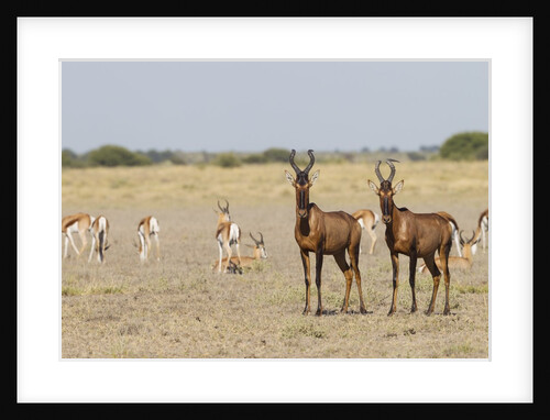 Tsessebes by Anonymous