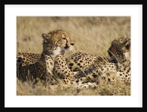 Cheetahs by Anonymous