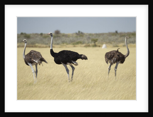 Ostriches by Anonymous