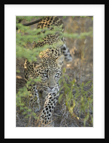 Young leopard by Anonymous