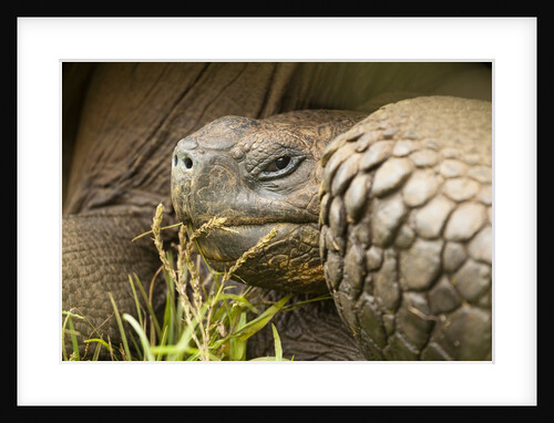 Galapagos giant tortoise by Anonymous