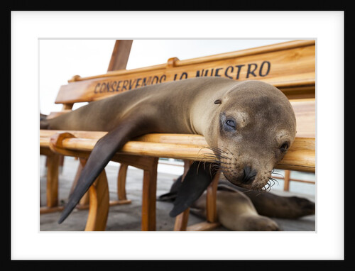 Young fur seal by Anonymous