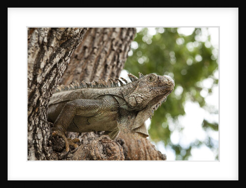 Iguana by Anonymous