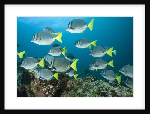 School of yellow tail surgeonfish by Anonymous