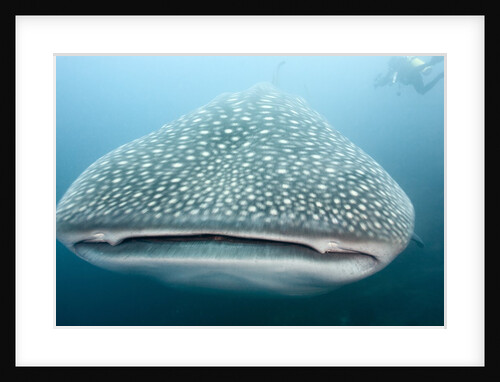 Whale shark by Anonymous