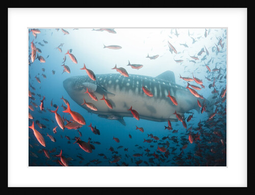 Whale shark by Anonymous