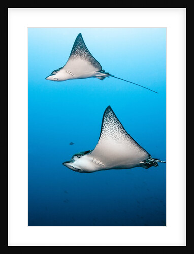 Spotted eagle rays by Anonymous