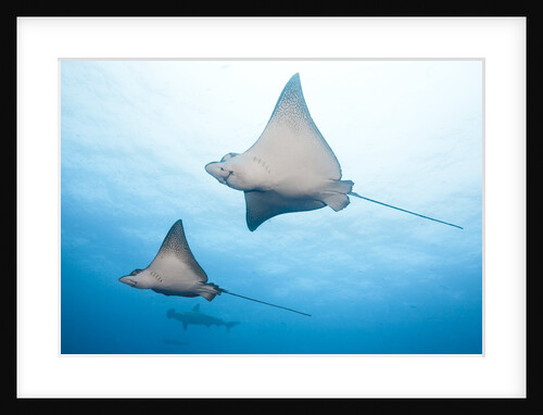Spotted eagle rays by Anonymous