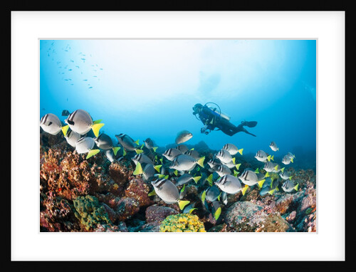 School of yellow tail surgeonfish by Anonymous