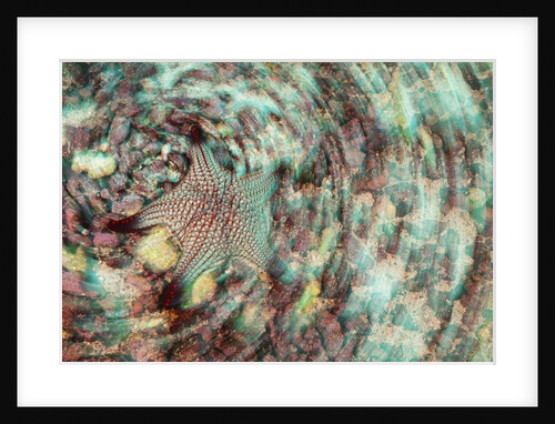 Cushion star by Anonymous