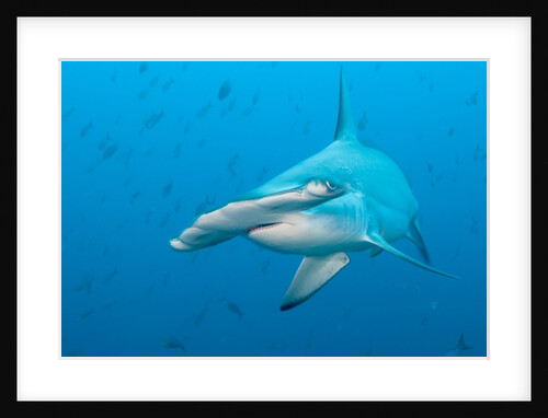 Scalloped hammerhead shark by Anonymous