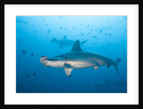Scalloped hammerhead shark by Anonymous