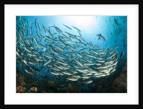 School of Black-Striped Salema by Anonymous