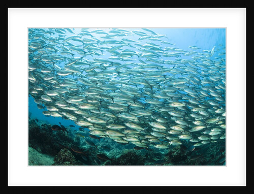 School of Black-Striped Salema by Anonymous