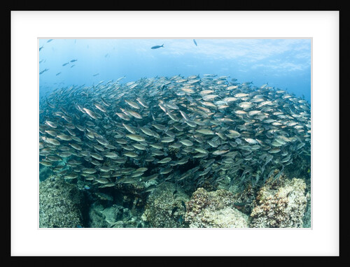 School of Black-Striped Salema by Anonymous