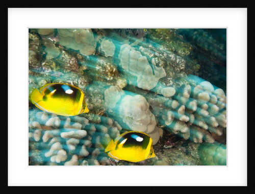 Fourspot Butterfly fish by Anonymous