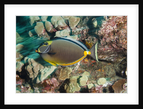 Orangespine Surgeonfish by Anonymous
