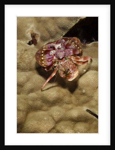 Small Hermit Crab by Anonymous