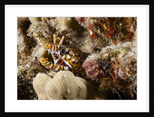 Dragon Moray Eel by Anonymous