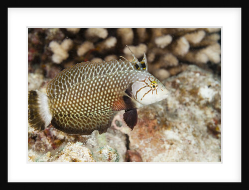 Reindeer Wrasse by Anonymous
