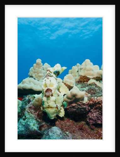 Commerson's Frogfish by Anonymous