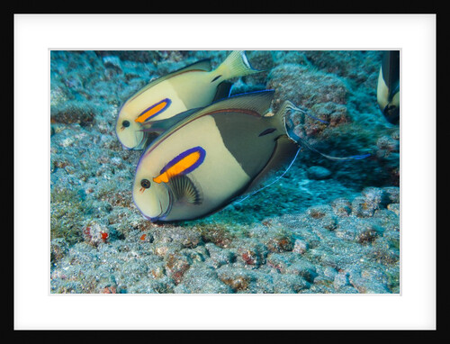 Orangeband Surgeonfish by Anonymous