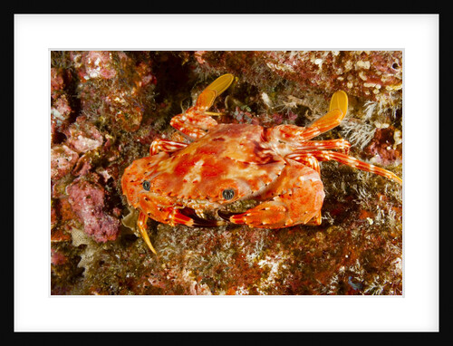 Batwing Swimming Crab by Anonymous