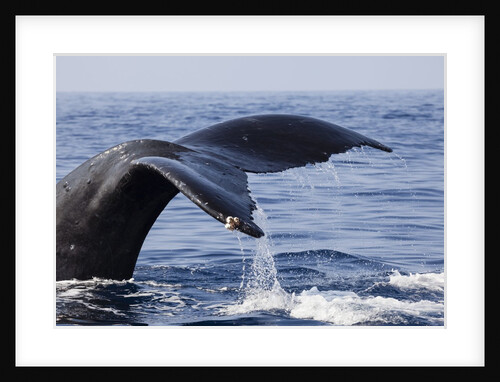 Humpback Whale Tail by Anonymous