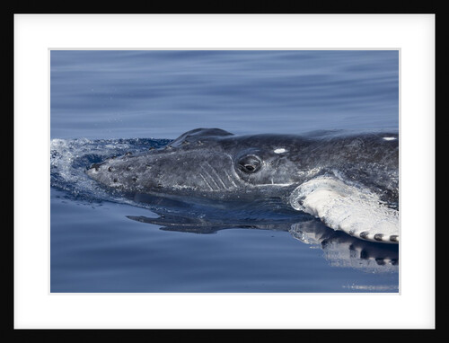Baby Humpback Whale by Anonymous