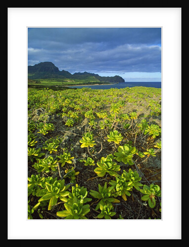 Kauai in Hawaii by Anonymous