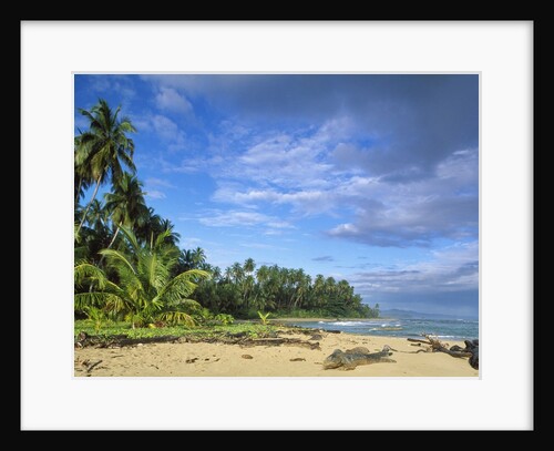 Beach in Limon, Costa Rica by Anonymous