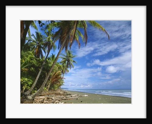 Parque Nacional Corcovado by Anonymous
