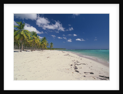 Beach in the West Indies by Anonymous