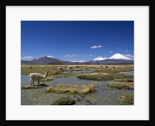 Lauca National Park by Anonymous