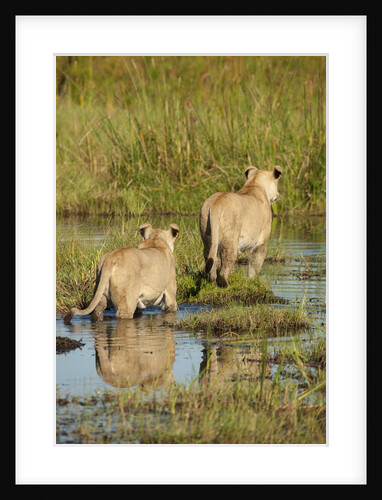 Lions Crossing Delta by Anonymous