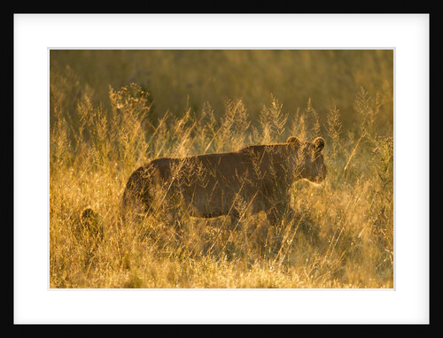 Lion in Tall Grass by Anonymous