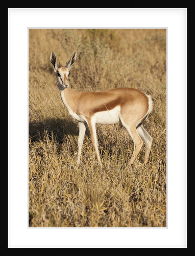 Young Springbok by Anonymous