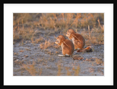 Ground Squirrels by Anonymous
